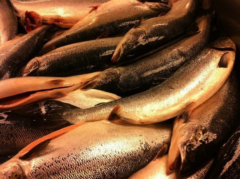 Mellom 5.000 og 10.000 fisk på rømmen ved Hitra