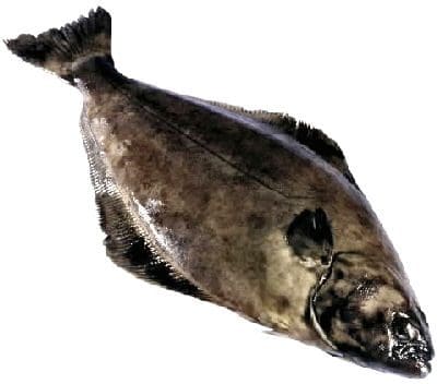 Flatfisk med lukrativ fremtid?