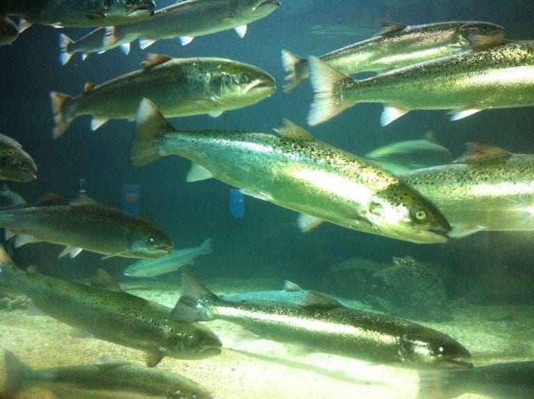 Marine Harvest åpner for høyere bud