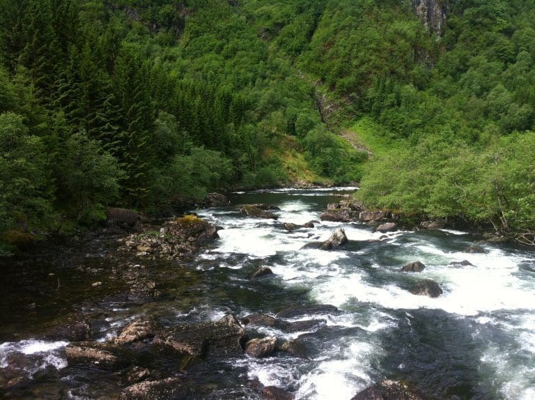 Mindre rømt laks i elvene