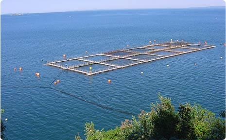 AquaChile solgte 35.000 tonn i første kvartal