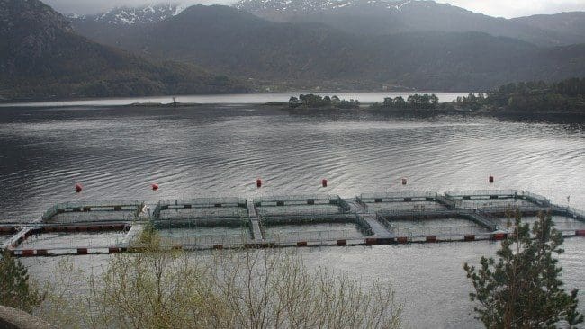 Prisløft for småfisken