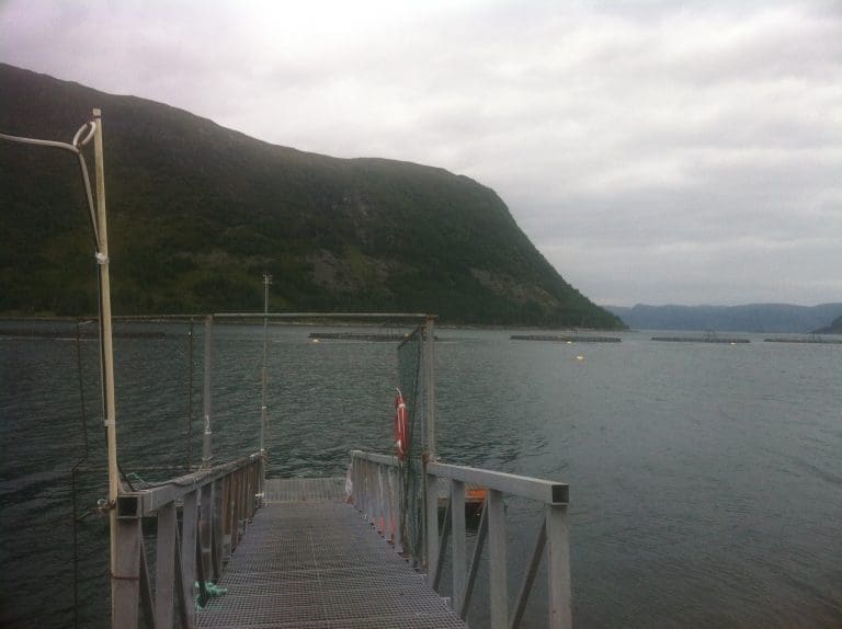 Marine Harvest tester lasere fra Stingray