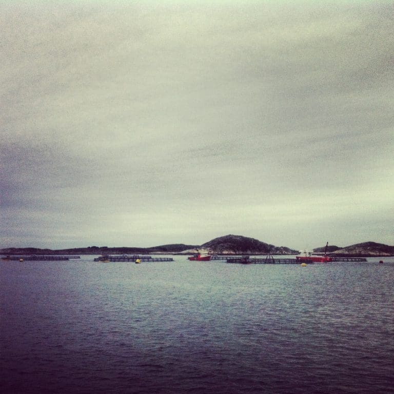 Vil ha mer oppdrett på Helgeland