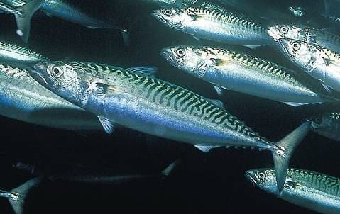 8,8 millioner tonn makrell i Norskehavet