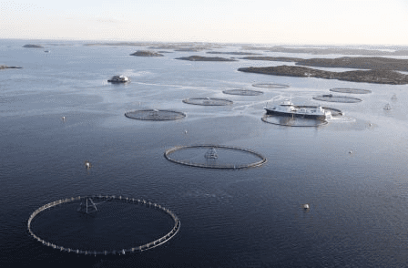 Her er lusestrategien til Marine Harvest