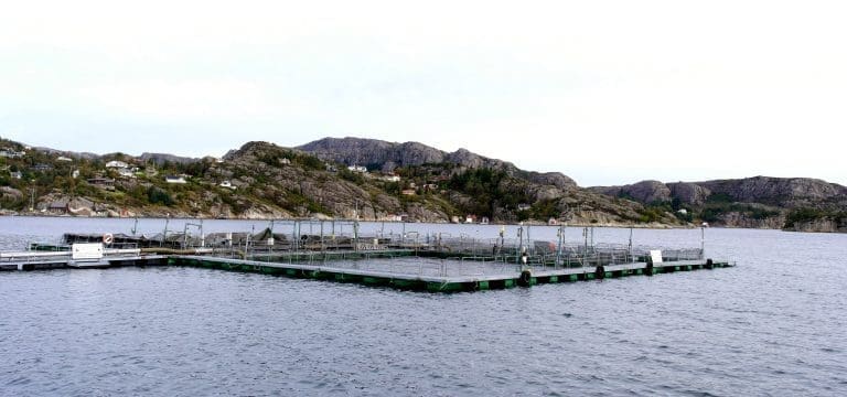 Gamle sirkushester