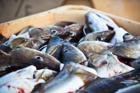 Håver inn på fiskeavfall