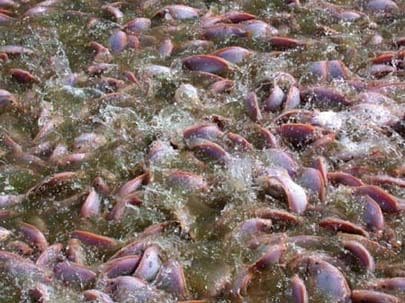 Jakter oppdrettsmillioner til tilapia