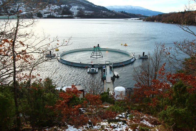 Sjøsetter smolt i lukket anlegg