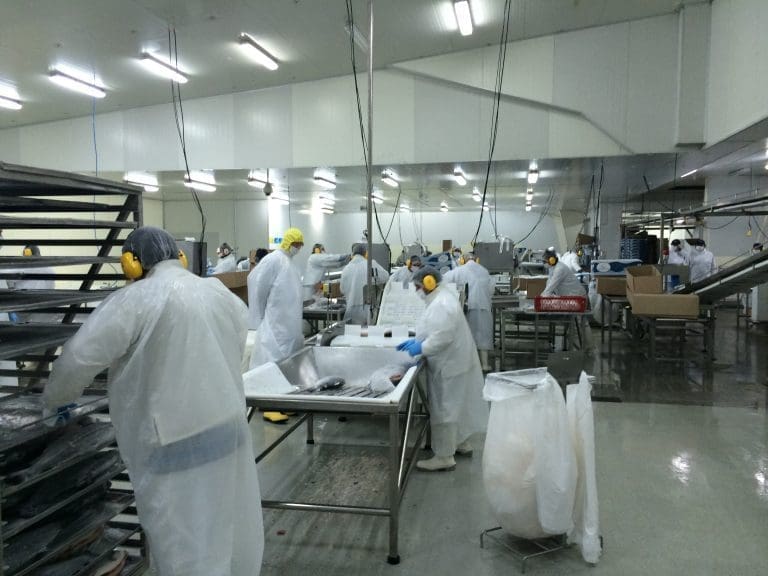 Russiske veterinærer sjekker chilensk laks
