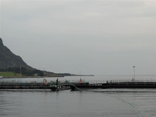 Mistanke om ILA ved Marine Harvest-anlegg i Nordland