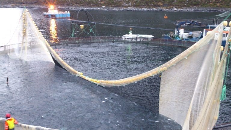 Mulig rømming i Vindafjord