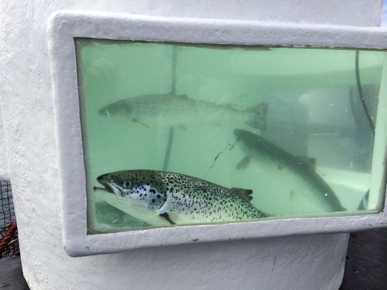Vil sterilisere laksen