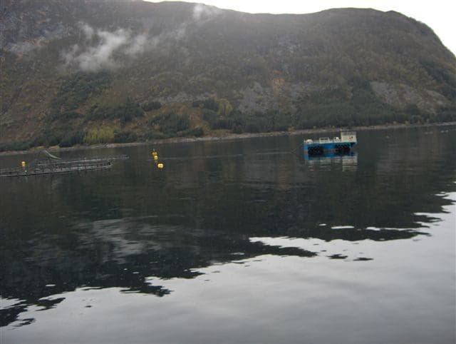 Kjørte over laksemerd