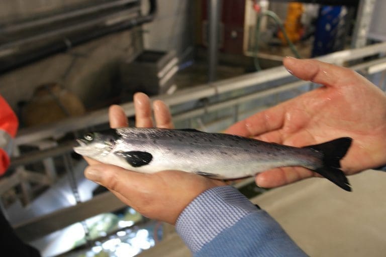 Åpnet nytt smoltanlegg ved Volda