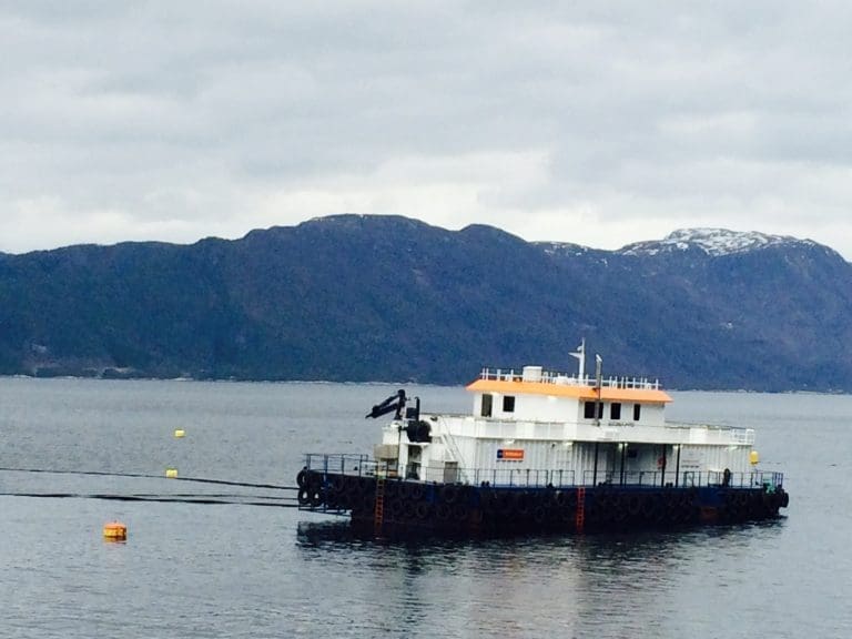 Tidenes beste kvartal for Marine Harvest