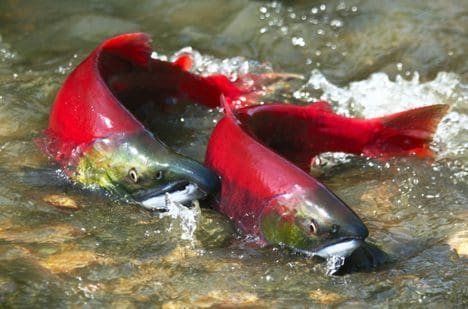 Banker sockeye
