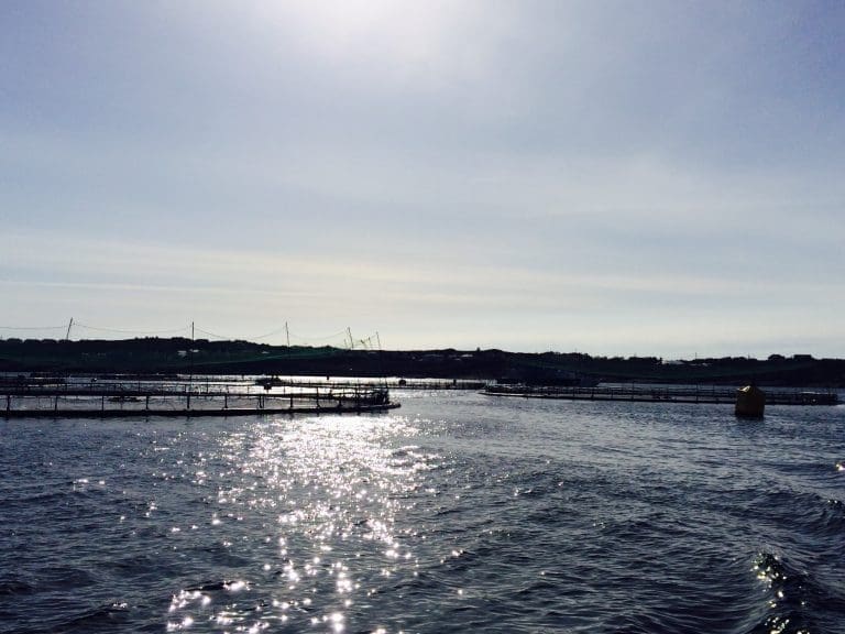 Påvist ILA i Ibestad