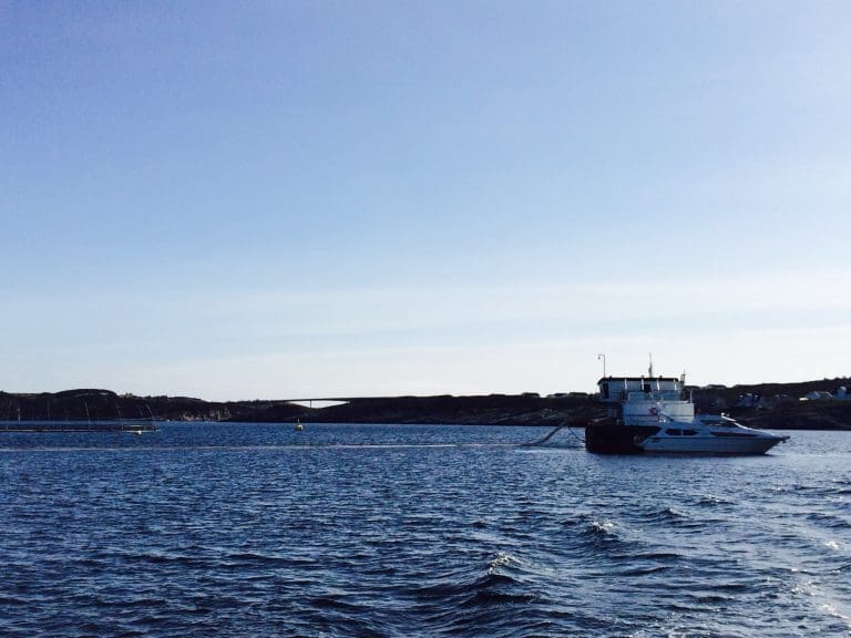 Suksess med luse-skjold