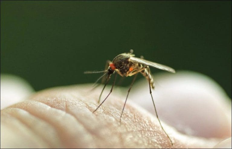 Vil ha fôr av insekter