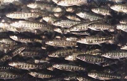Skal produsere 8,4 millioner smolt