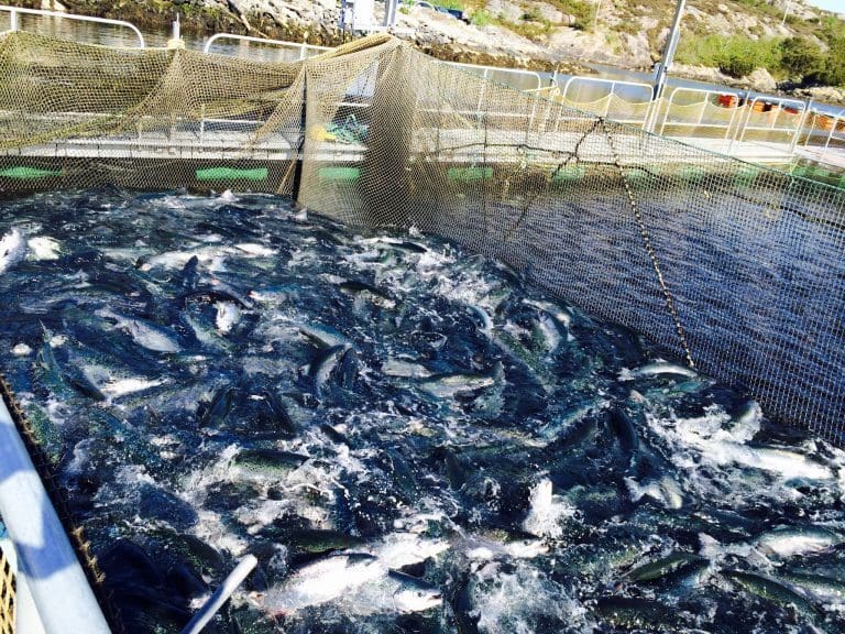 Laksens hjerte kan tåle opp til 27 grader i sjøen