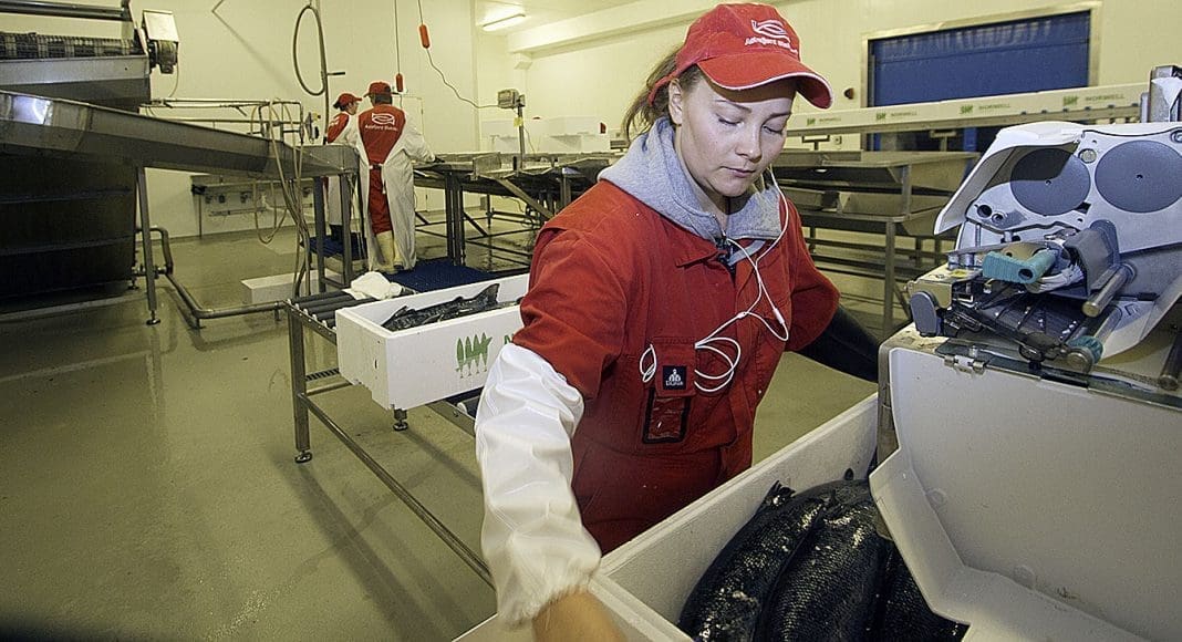 Vekt, pakking av laks, Astafjord. Foto: GEIR BJØRN NILSEN