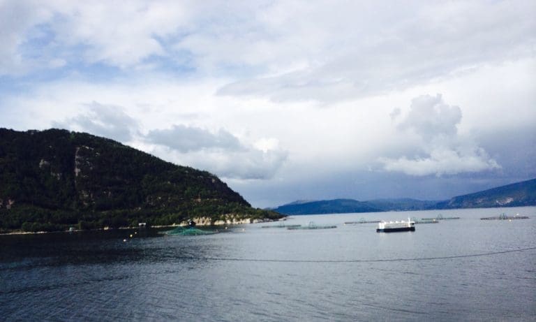 – Sterkt kvartal for Marine Harvest