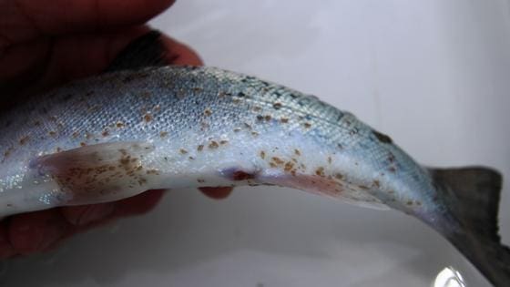 Lusesmell for Bremnes Seashore
