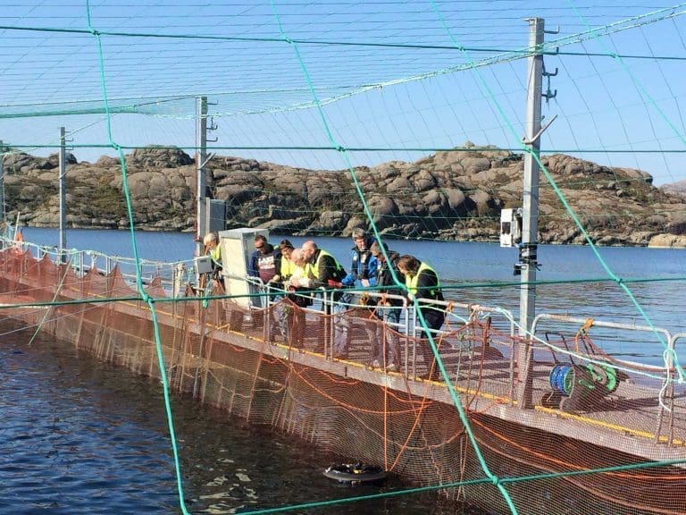Første lakselusa i Sogn og Fjordane vert skoten med laser