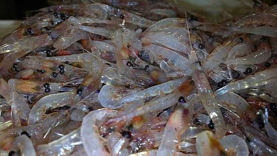 Krill døde ikkje av avlusingsmiddel