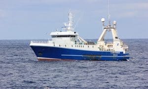 Grønnevet dumper Havfisk