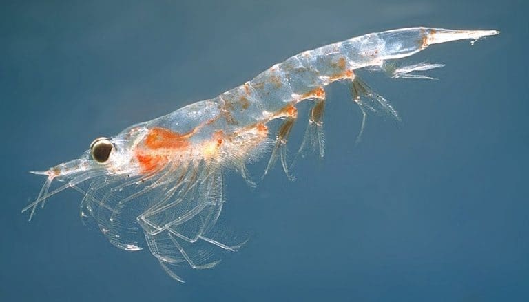 Ser oppside i krill