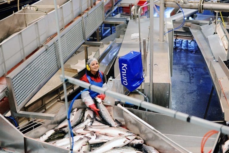 Nå selges laks til de laveste desember-priser siden 2012