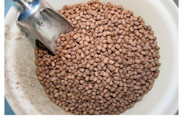 Rafferty: – Omega-3-nivået i laks kan falle