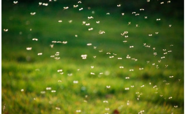 Spytter inn nye 5,5 millioner euro i insektsfôr