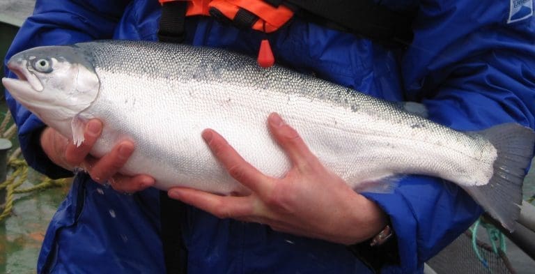 Innleder samarbeid med Osland Stamfisk: – Det er dyrt og krevende å drive stamfisk i liten målestokk