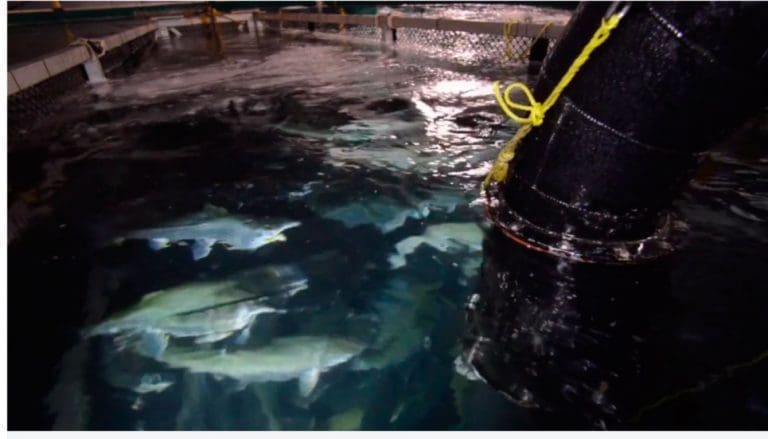 Forsinkelser gir inntektstap for Danish Salmon