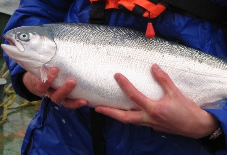 – Forbruket av antibakterielle midler var i fjor det laveste i norsk fiskeoppdrett siden slutten av 1970-tallet