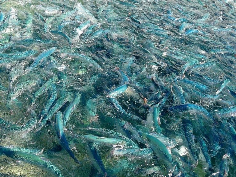 Nye, lovende resultater med GMO-planteolje i fiskefôr