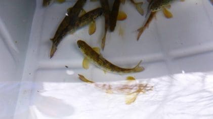 Vossosmolt før merking