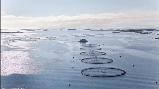 Multitrofisk akvakultur: Mulighetene for grønn utvikling ligger på bunnen