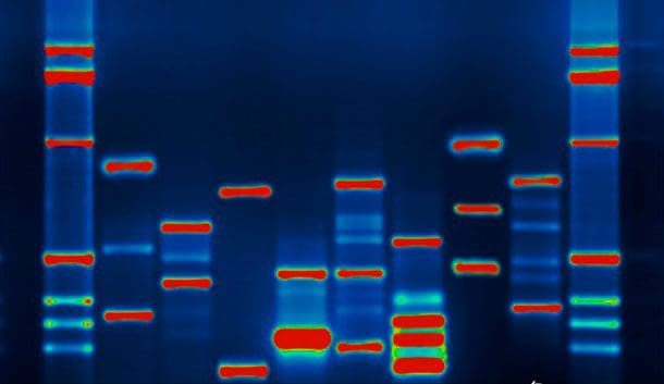 DNA avslører opphavet til smittsomme sykdommer