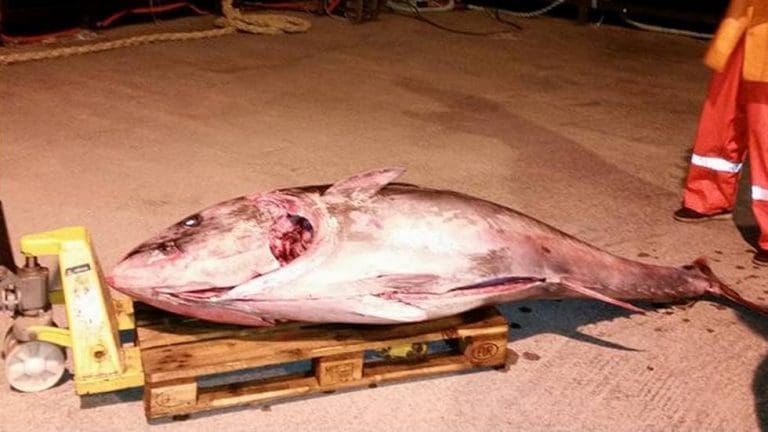 Fanget 243 kilos makrellstørje i oppdrettsanlegg