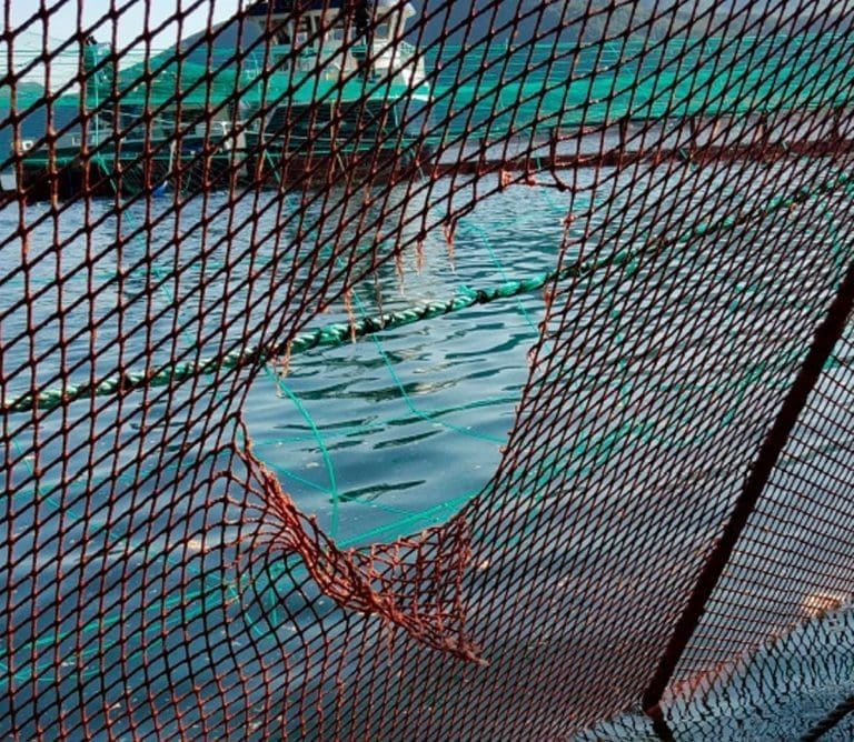 Marine Harvest mistenkt etter rømning