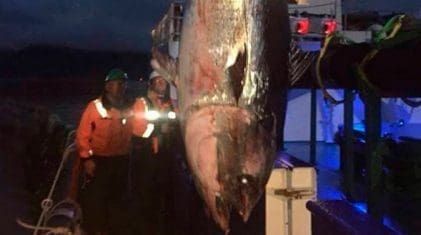 tuna