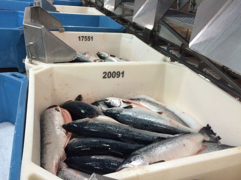 Frykter rømming av laks i Vinjefjorden ved Kristiansund