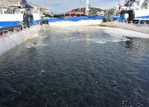 FHF søker kunnskap om lukkede ventemerder