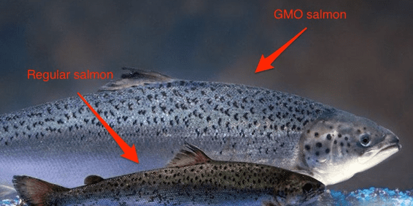USA åpner for GMO-laks